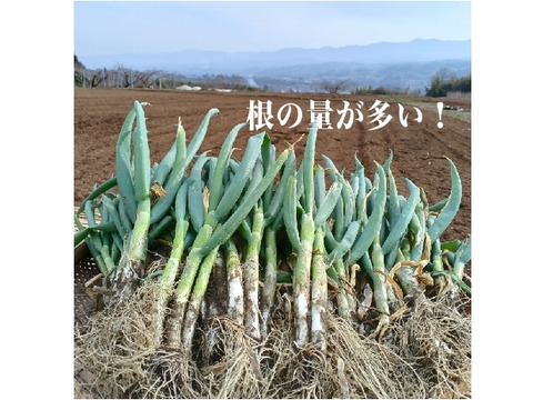 ✅【料亭用】✅【春の葉ネギ】【10%以上増量❗️❗️】通常1,8kg入りを→【2kg】に増量(S/M/Lサイズ混合)40～50本前後2,480円→1,480円✨信州産✨【特別栽培】✨【無消毒栽培】