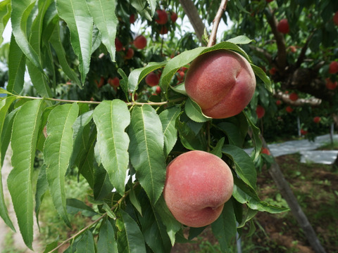信州産（川中島平産）果汁たっぷり！川中島白鳳　６入れ