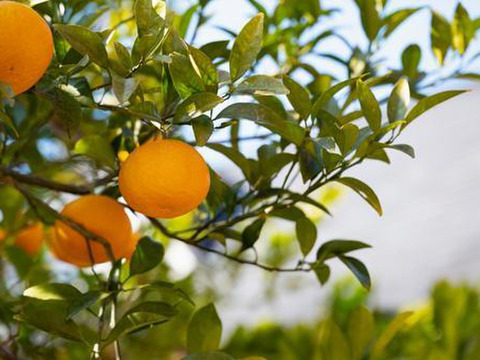 とろける甘さ せとか2kg