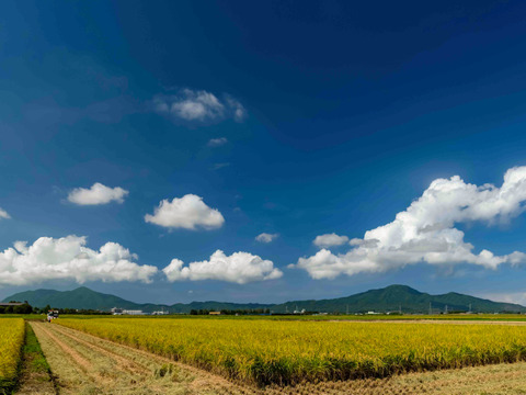 新潟県産コシヒカリ(白米) 27kg　令和7年産  受注後精米するので鮮度抜群！