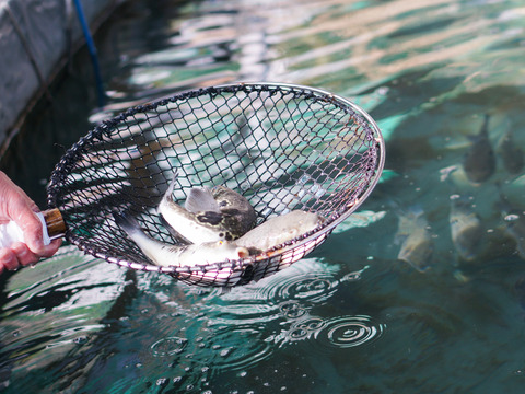 とらふぐのオリーブオイル漬（小サイズ）