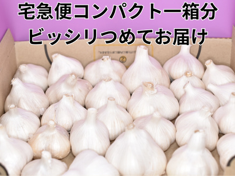 芳醇な一粒で料理が変わる！福地ホワイトにんにく！宅急便コンパクト一箱分！　玉の状態なのでプレゼントや敬老の日ギフトにも！ 明後日からチューブニンニク卒業