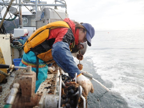 【夏ギフト】三陸細切り生メカブ1P（冷凍）｜岩手県三陸産