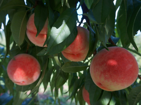 信州産（川中島平産）果汁たっぷり！川中島白桃　６入れ