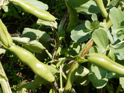 空豆★朝収穫当日発送（ご家庭用・２ｋｇ）