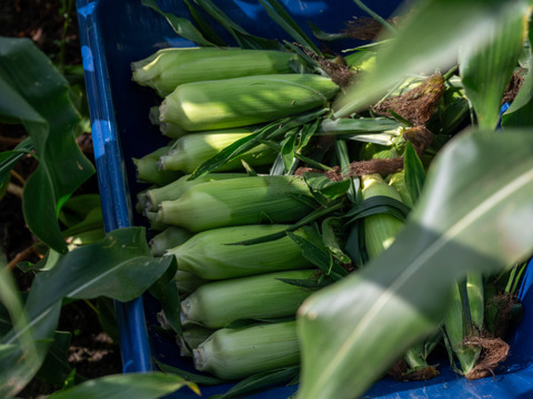 【7～8月出荷】生で食べれる！信州伊那谷のとうもろこし【20本入り】【農薬・化学肥料不使用】