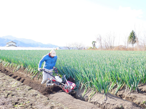 《極太！甘い！》お蚕さまも手伝う「泥付き長ねぎ」【2L～3L 15本】５kg以上