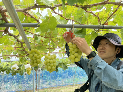 【大人気ご家庭用】数量限定おまかせ3色詰め合わせぶどうセット　シャインマスカット•種無しピオーネ •ゴルビーかマイハート