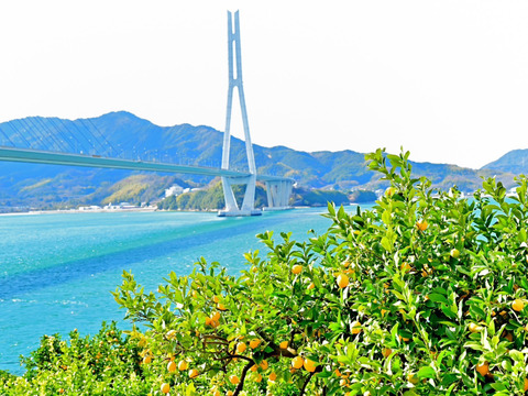 農薬不使用 広島県 瀬戸田レモン 1kg (7～9個) | 完熟 自然農 無肥料 防腐剤不使用