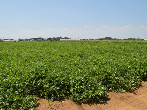 【※販売中※】生落花生　おおまさり　1.5㎏