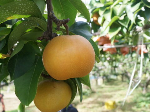 秋の味覚詰め合わせ【果実の宝箱】りんご・洋ナシ・和梨・ぶどう2.5kg～3㎏