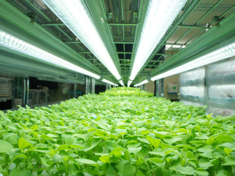 【週末発送★数量限定】マイクロハーブ　5種セット/各２g