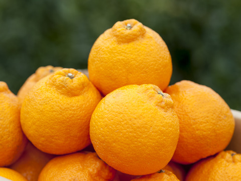 【予約販売特価10％OFF】高級柑橘不知火（デコ）5㎏ (3L~4L玉)※２月上旬より順次発送開始