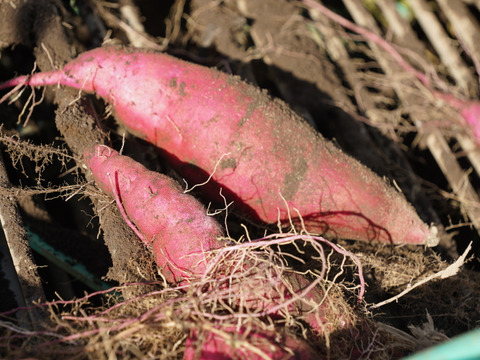 熟成済み！お友達とシェアできるベニハルカ５キロ！