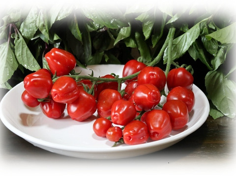 フルーツトマト