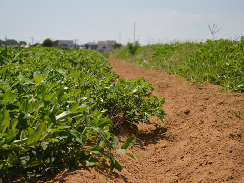 【※販売中※】生落花生　おおまさり　2.5㎏