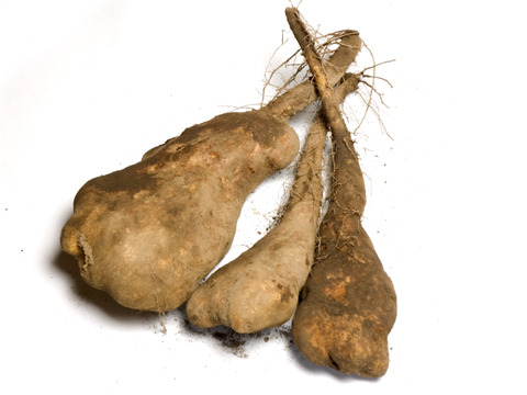 とろろ旨み濃厚 農薬不使用 短形自然薯 3kg