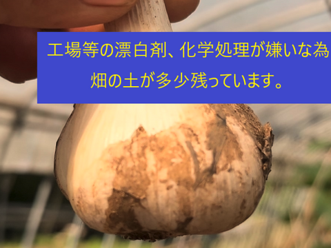 にんにく  納得行かず 訳あり 千葉県香取市産ニンニク 500ｇ  国産 青森ホワイト六片種 有機肥料のみで育ちましたが収穫早すぎ 6片完璧に出来ず 訳あり 【少し土付き】 500gにんにく 農場直送