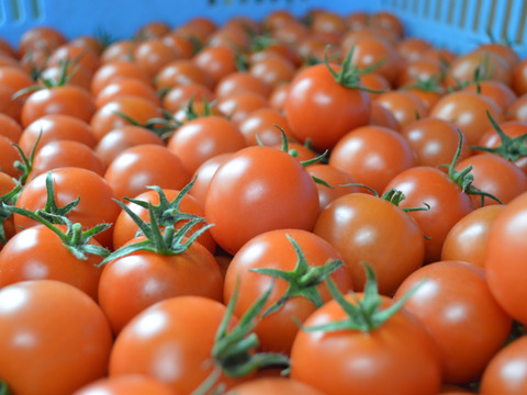 【2㎏】真っ赤な中玉フルーツトマト  フルティカ  (Re.FOODS The Furutica)