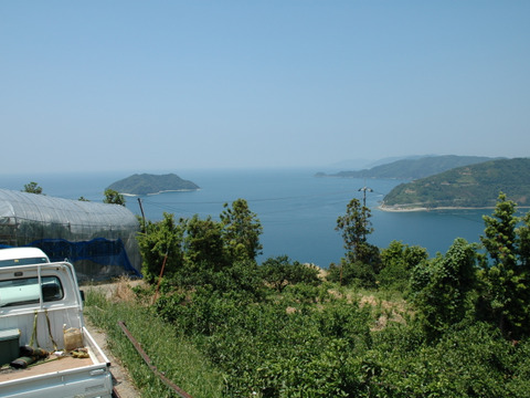 プチプチ甘～い！ひめまる甘平【特秀・贈答用３Kg】