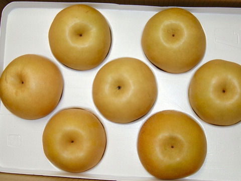 【贈答用にどうぞ!】秋の味覚🎶新高梨 約5kg(7〜12玉)
