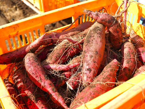 収穫後50日以上熟成済み！紅はるか、栗かぐや、すずほっくり詰合わせ5キロセット