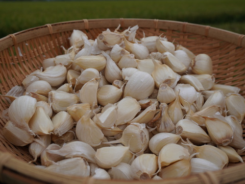 小さめ ホワイト バラにんにく】400g 北海道産 福地ホワイト六片