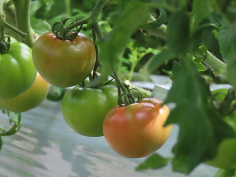 『期間限定』mega tomato‼長野の自然が育てた恵み『陽の香り』