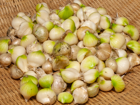 農薬不使用！特別栽培！臭わずホクホク甘旨々『無臭にんにく』1kg