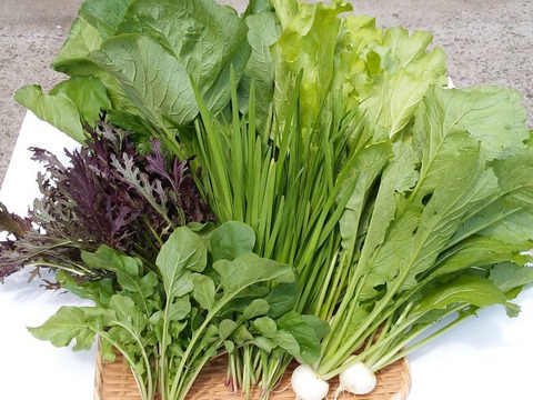 【初回限定BOX】希少な【自然栽培+固定種】の野菜セット