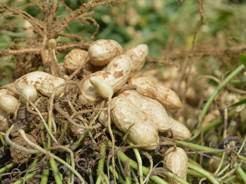 10kg【おおまさり】生落花生　新物　本場千葉県産(農家直送)※箱込み　103② 楽天市場】※間もなく終了※当日発送【最安値挑戦】千葉産 有機