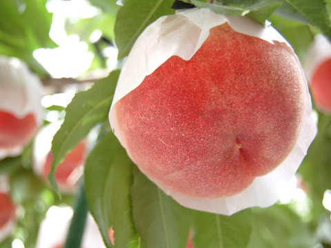桃名人厳選　“桃“【白桃】2kg(5-8玉）9月収穫品種
