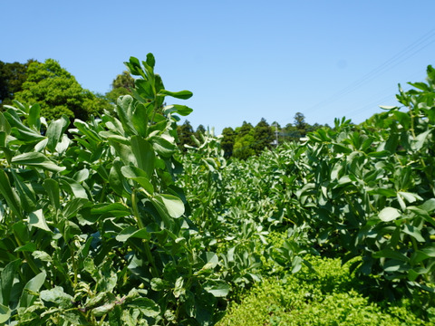 空豆★朝収穫当日発送（ご家庭用・２ｋｇ）