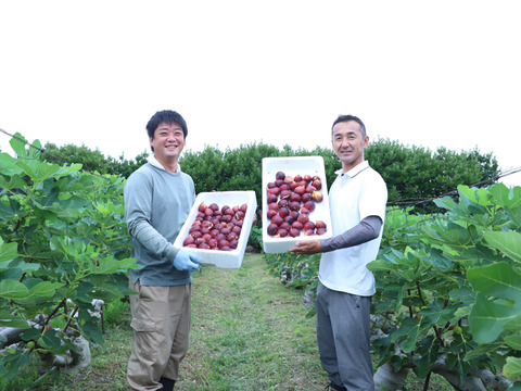 【朝採れ完熟！糖度18度以上も！？】淡路島産 イチジク9個入り（栽培期間中、農薬・化学肥料不使用）