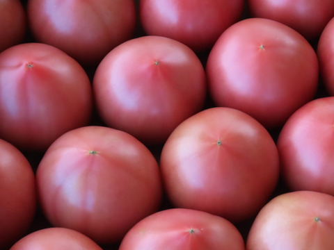 『陽の香り』２キロ箱満杯詰め　長野の自然が育てた恵　桃太郎トマト