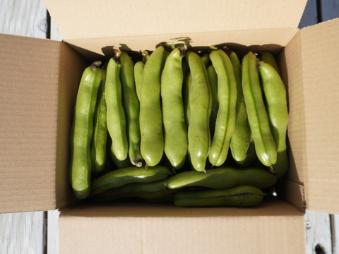 空豆★朝収穫当日発送（ご家庭用・２ｋｇ）