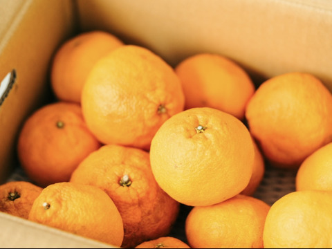 【とろける果肉、濃厚】段畑デコ　3.5キロ　ご家庭用(不知火、デコポン)