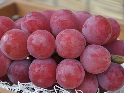 【なくなり次第終了】岡山産ゴルビー 1房｜甘さ爆発！ジューシーすぎる赤紫の誘惑