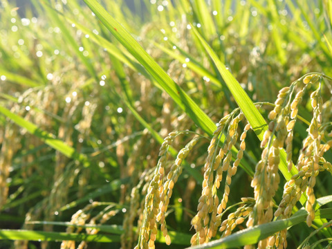 令和6年産 兵庫県北部産 にじのきらめき 白米10kg｜つきたての香りをご家庭で