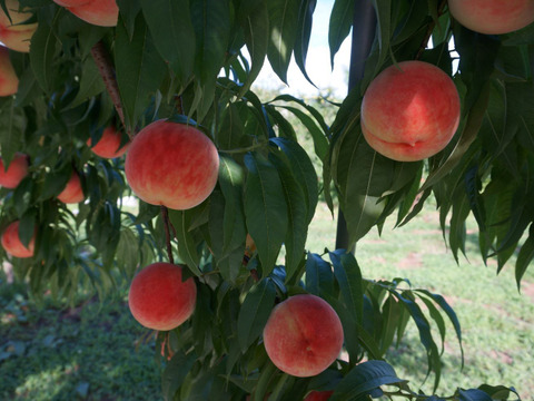 信州産（川中島平産）果汁たっぷり！川中島白桃　６入れ