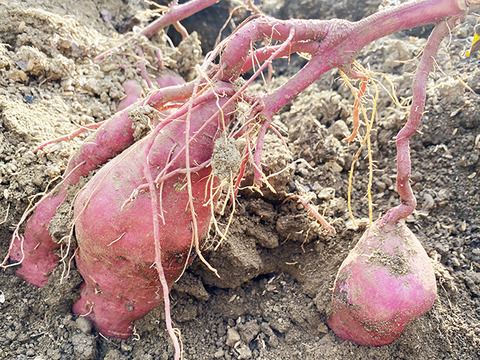 【訳あり土付き】鮮やかな紫芋！パープルスイートロード（総量3kg、S～L詰め合わせ、6〜10個）農薬・化学肥料不使用