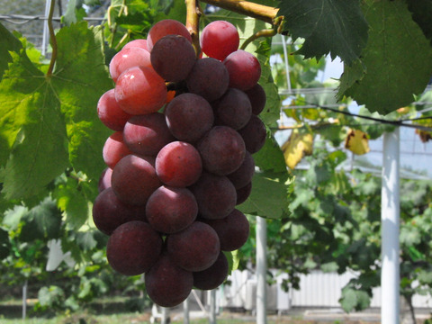 【なくなり次第終了】岡山産ゴルビー 1房｜甘さ爆発！ジューシーすぎる赤紫の誘惑