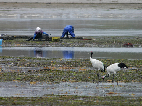 【福袋】北海道 最東端根室の殻付きウニと豆アサリのセット