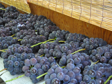 【特秀品】予約特別価格！皮ごと食べる濃甘ぶどう★ナガノパープル｜濃厚な甘さとしっかり食感の極上ぶどう！2房