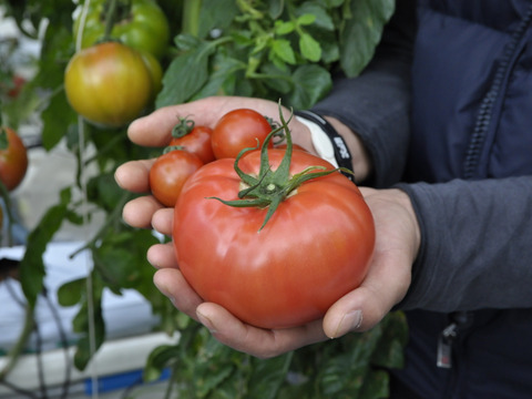 高糖度こだわりトマト詰め合わせ2.4kG【トマト食べ比べ】