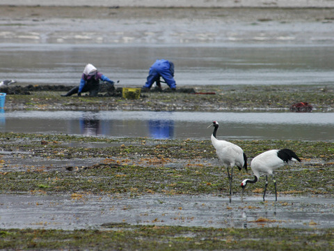 【ゲン担ぎ福袋】【福袋】ワイズユースの湿地の恵みセット①北海道根室市温根沼産カキ（2L：10個）・豆アサリ1キロ