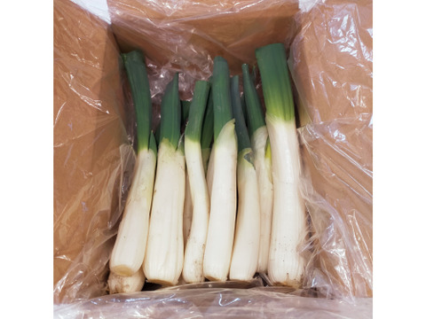 【トロトロ食感】青森県十和田市産 下仁田ネギ（雷帝下仁田） 1kg