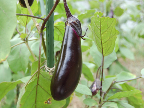 自然栽培 丹沢山麓の固定種・在来種野菜Sセット 4品種　農薬・化学肥料・動物性肥料は一切不使用  菌ちゃん農法