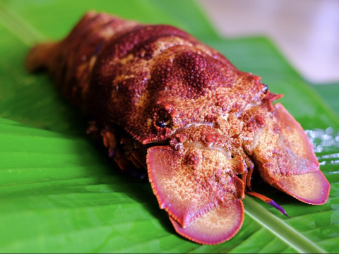 幻の高級エビ】セミエビ特別価格でご提供！：鹿児島県産のセミエビ