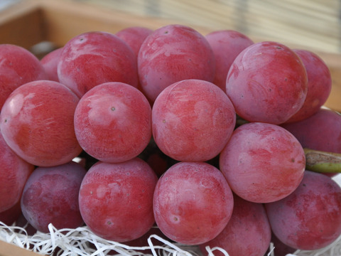 【なくなり次第終了】岡山産ゴルビー 2房｜甘さ爆発！ジューシーすぎる赤紫の誘惑